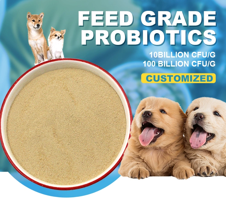 Animal Supplement Freeze-Dried Probiotics Powder Lactobacillus Buchneri